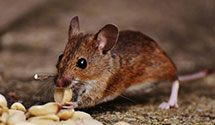 24 Hour & Emergency Exterminators in National Harbor, MD